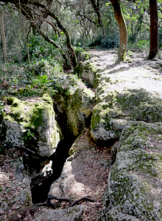 Bosc de les Estunes, Porqueres